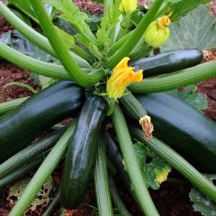 Courgette verte noire maraîchère - Vilmorin