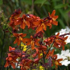 Crocosmia crocosmiiflora Dusky Maiden, Montbretia