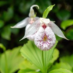 Cypripedium formosanum - Sabot de Vénus de Formose