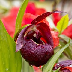 Cypripedium tibeticum - Sabot de Vénus rouge pourpre