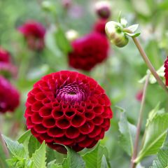 Dahlia balle Jowey Mirella