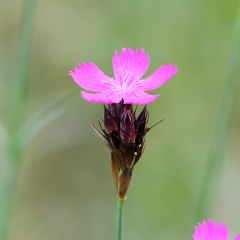 Dianthus carthusianorum - Oeillet des chartreux