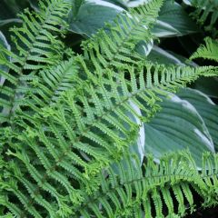 Dryopteris affinis Cristata ou The King - Fausse Fougère mâle