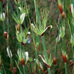 Elegia capensis - Prêle restio