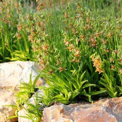 Epipactis gigantea - Helleborine