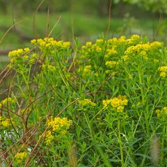 Euphorbia palustris - Euphorbe des marais