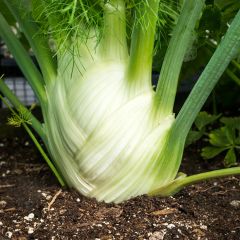 Fenouil Cristal NT - Ferme de Sainte Marthe