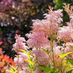 Filipendula rubra Venusta - Reine des prés