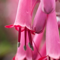 Fuchsia du Cap-Phygelius Funfare Wine