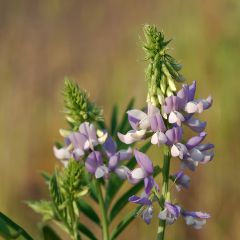 Galega officinalis - Rue des chèvres