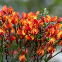 Genêt à balais - Cytisus scoparius Lena