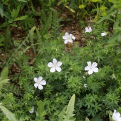 Geranium vivace sanguineum Album