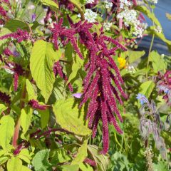 Graines d'Amarante queue-de-renard Red Cascade