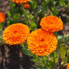 Graines de Calendula officinalis Ball’s Orange - Souci des Jardins