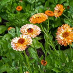 Graines de Calendula officinalis Pink Surprise - Souci des Jardins