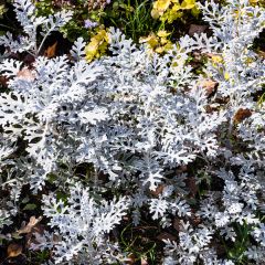 Graines de Cinéraire maritime Silver Dust - Senecio cineraria 