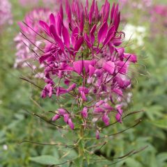 Graines de Cleome épineux Violet Queen - Cleome spinosa