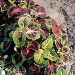 Graines de Coleus hybride Rainbow en mélange - Solenostemon scutellaroides