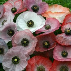 Graines de Coquelicot Mother of Pearl (Parelmoer) - Papaver rhoeas