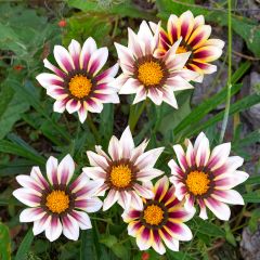 Graines de Gazania Tiger Stripes Mixed 