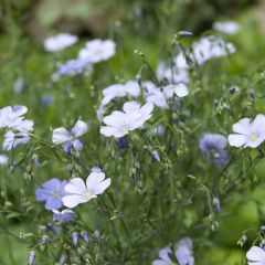 Graines de Lin vivace Bleu - Linum perenne