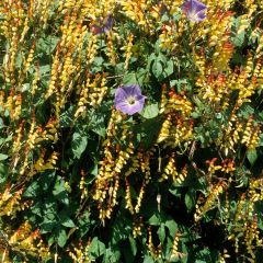 Graines de Mina lobata Exotic Love - Plume d'indien