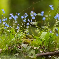 Graines de Myosotis des forêts Bleu - Myosotis sylvatica