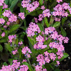 Graines de Myosotis des forêts Rose - Myosotis sylvatica