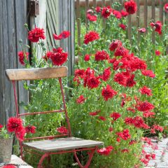 Graines de Pavot annuel Red Peony - Papaver somniferum