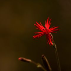 Graines de Silene laciniée Jack Flash - Silene laciniata 