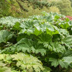 Gunnera tinctoria