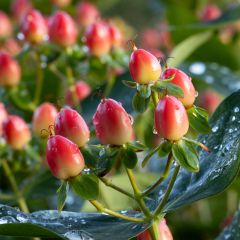 Hypericum inodorum Magical Red Flame - Millepertuis