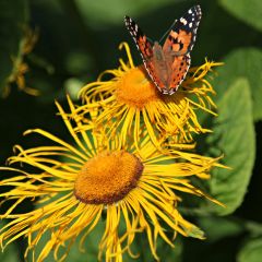 Inula helenium - Grande Aunée