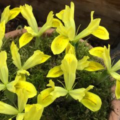 Iris reticulata Sunshine