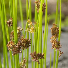 Juncus effusus - Jonc diffus