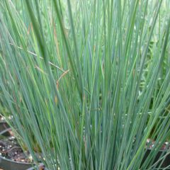 Juncus inflexus Blue Dart - Jonc glauque