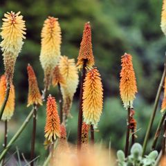 Kniphofia Tawny King - Tritoma 