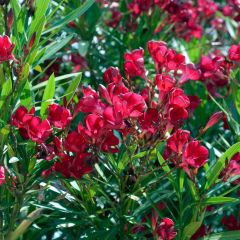 Laurier rose - Nerium oleander Rouge Simple