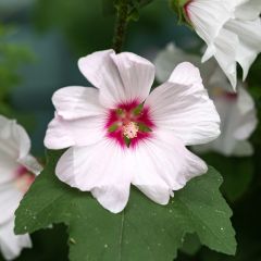 Lavatère - Lavatera Blushing Bride