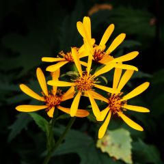 Ligulaire - Ligularia Gregynog Gold