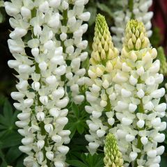 Lupin La Demoiselle (Noble Maiden) blanc