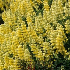 Lupin arboreus