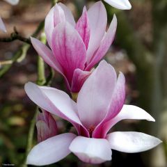 Magnolia soulangeana  - Magnolia de Soulange