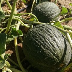 Melon Vert Olive d'Hiver Bio - Ferme de Sainte Marthe