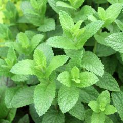 Menthe marocaine en plants - Mentha spicata Nannah