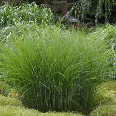 Miscanthus sinensis Gracillimus - Eulalie 