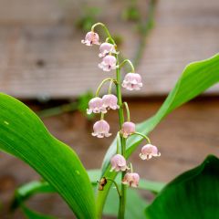 Muguet Rose - Convallaria majalis Rosea