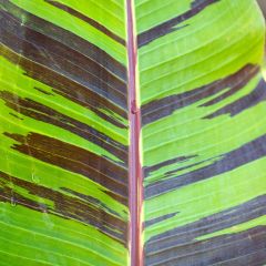 Musa sikkimensis Red Tiger - Bananier du Sikkim