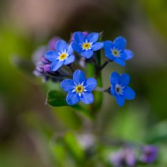 Myosotis Blue Sylva 