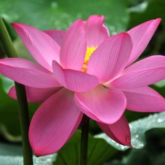 Nelumbo nucifera rose - Lotus des Indes rose